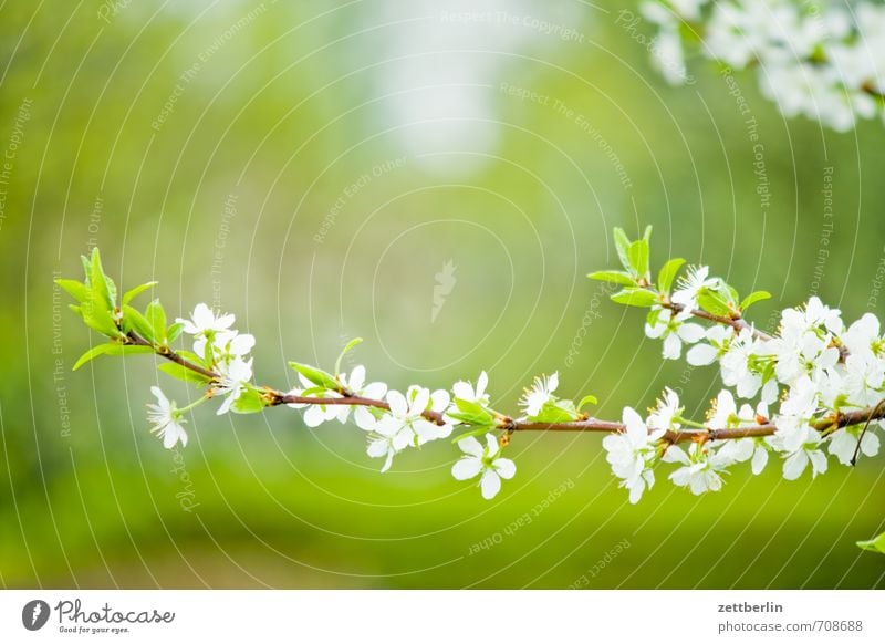 Potenzielle Pflaumen Garten Umwelt Natur Pflanze Frühling Baum Blüte Blühend Wachstum gut schön grün Frühlingsgefühle Vorfreude Optimismus Beginn Schrebergarten