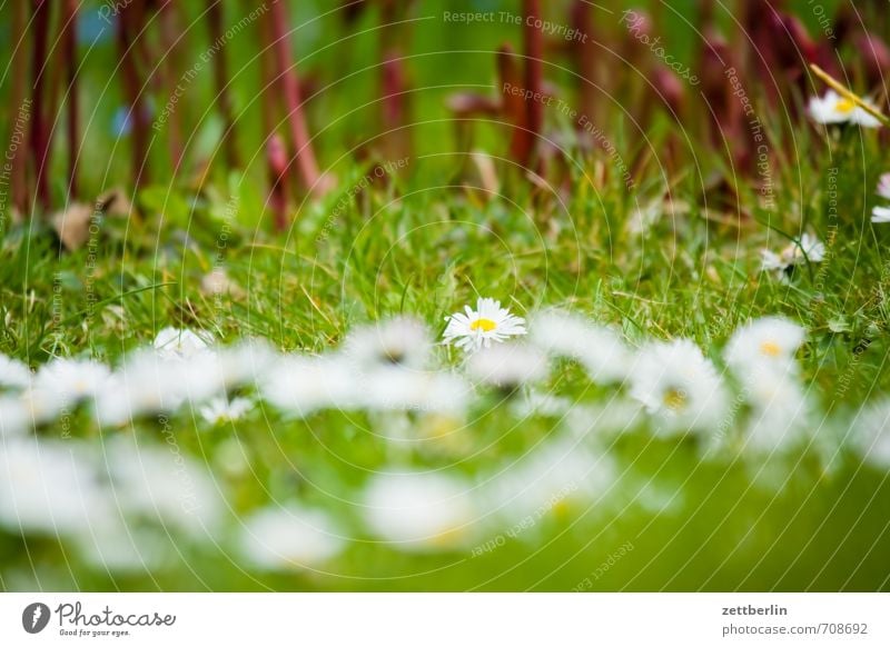 Vorn Gänseblümchen, hinten Pfingstrosen Garten Umwelt Natur Landschaft Frühling Klima Wetter Schönes Wetter Pflanze Baum Blume Gras Blüte Park Wiese Blühend