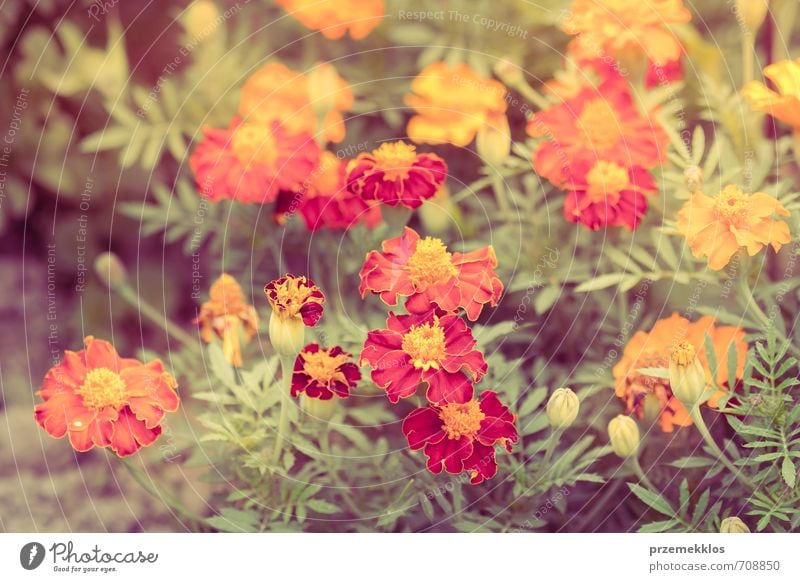 Nahaufnahme von Blumen im Garten schön Sommer Umwelt Natur Pflanze Frühling Gras Blüte Wiese natürlich gelb grün rot botanisch Feld geblümt viele Farbfoto