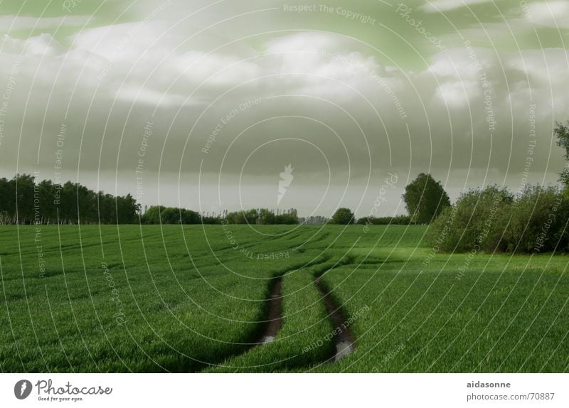 Fruchtbares Land Feld Wiese Wald Baum Licht Mecklenburg-Vorpommern Weide Schatten olivgrün Korn Ernte