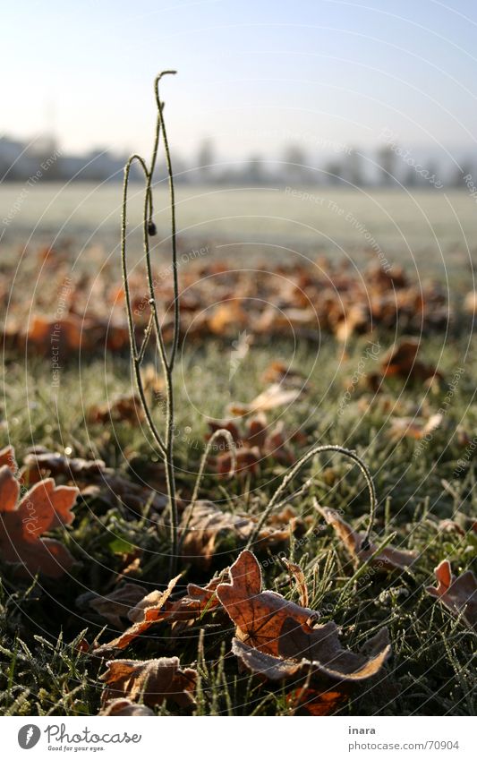 in den Himmel ragend ... Morgen November Sonntag Gummistiefel Regenhose baba canon Versuch