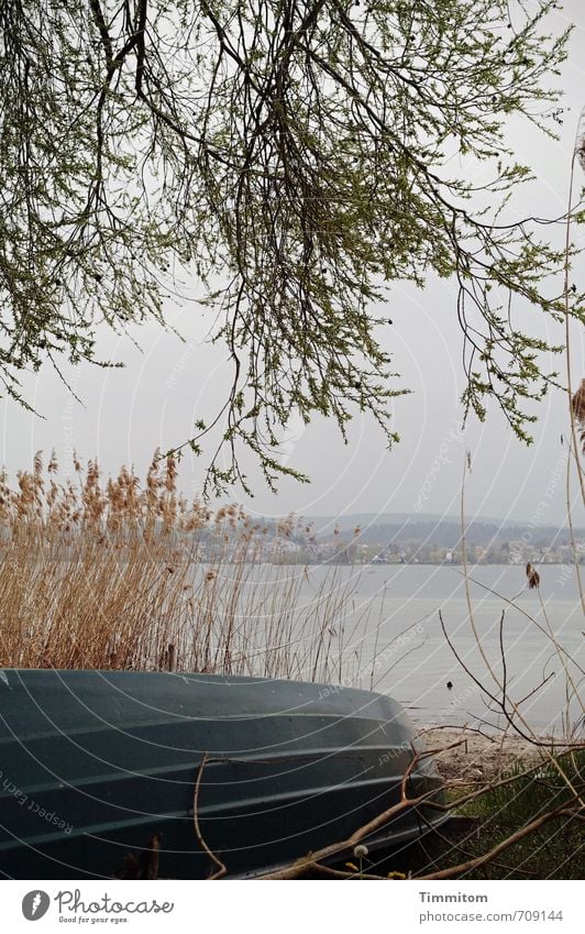 AST 7 | Boot am See Ausflug Umwelt Natur Wasser Himmel Baum Schilfrohr Seeufer Bodensee einfach natürlich Gefühle ruhig Wasserfahrzeug liegen Farbfoto