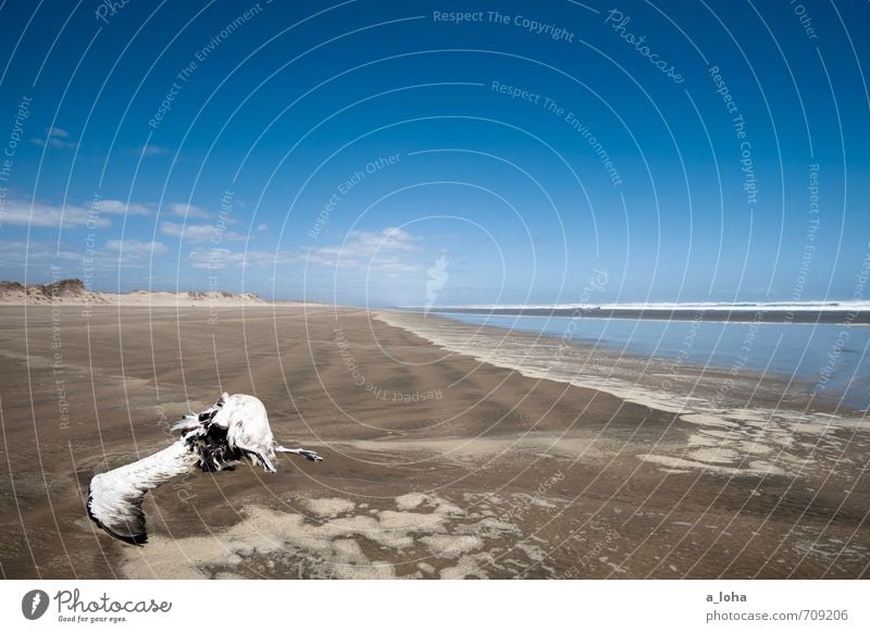 Deadline. Natur Landschaft Tier Urelemente Sand Wasser Himmel Wolken Horizont Sommer Schönes Wetter Wärme Küste Strand Meer Wildtier Totes Tier Vogel 1 Ende