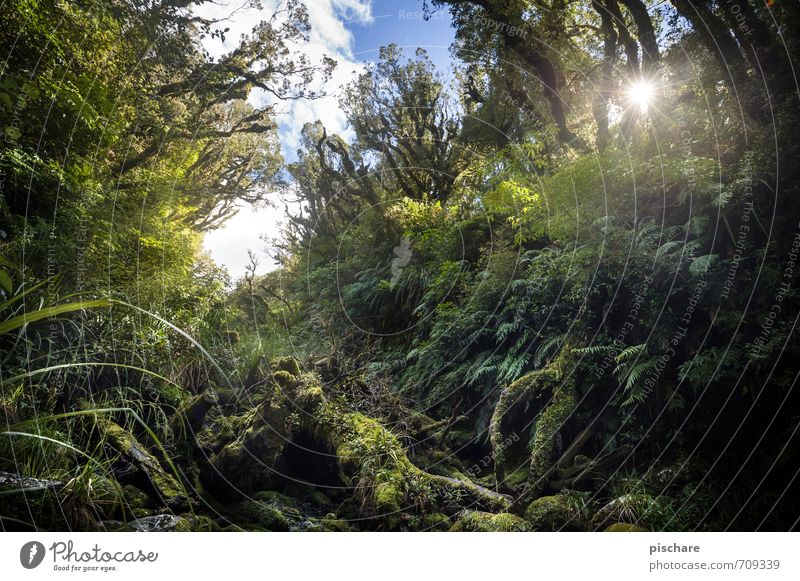 Pure Nature Landschaft Pflanze Sonne Baum Sträucher Moos Urwald außergewöhnlich exotisch Abenteuer Ferien & Urlaub & Reisen Neuseeland Farbfoto Außenaufnahme