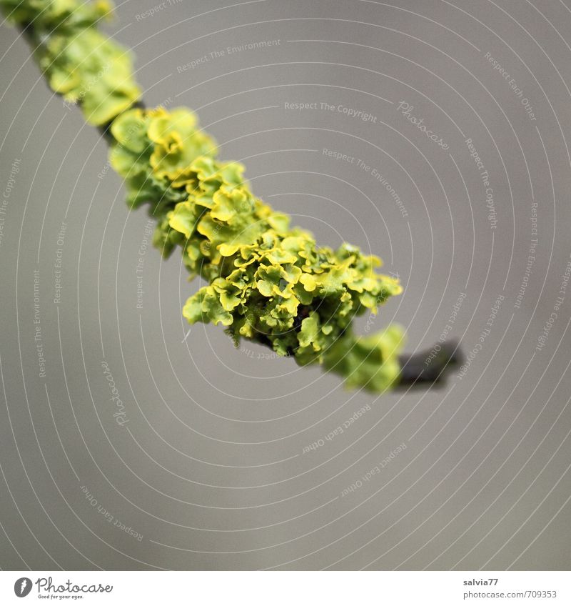 Zweig mit Flechte Umwelt Natur Pflanze Frühling Sommer Herbst Baum Sträucher Grünpflanze Wildpflanze Garten Park Wald grau grün bizarr Ende schön Schutz skurril