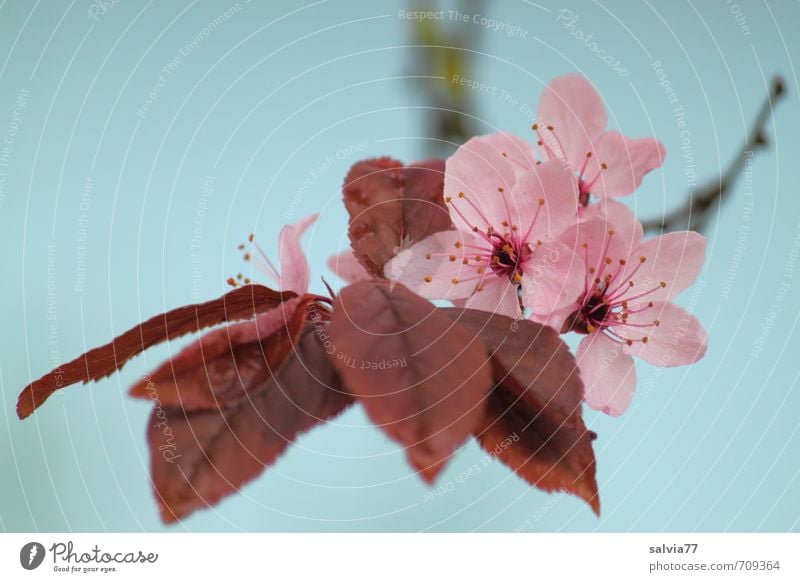 Frühlingsduft harmonisch Wohlgefühl Sinnesorgane ruhig Meditation Duft Valentinstag Muttertag Umwelt Natur Pflanze Baum Blatt Blüte Grünpflanze Garten Park