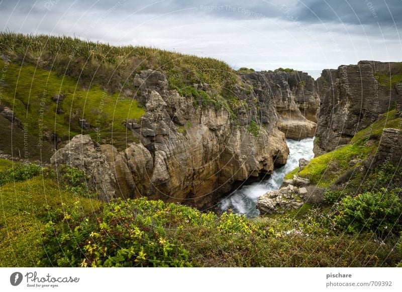 Neuseeland Landschaft Gras Felsen Küste exotisch natürlich Abenteuer Ferien & Urlaub & Reisen Farbfoto Außenaufnahme Tag Starke Tiefenschärfe Weitwinkel