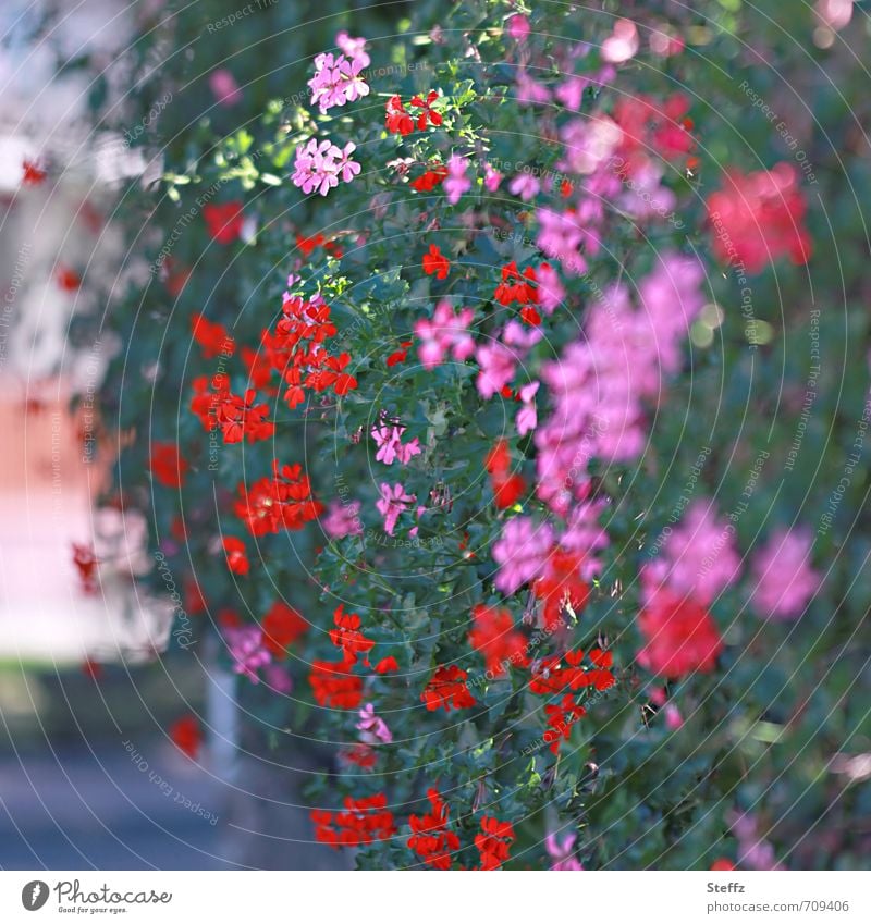 üppige Blumenkaskade Hecke blühende Hecke Pelargonien Geranium Heckenpflanzen Storchschnabel Sommerhecke dunkelgrün Blüten blühende Sommerblumen Sträucher