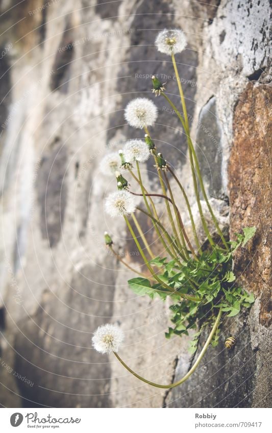 niche écologique Pflanze Blume Wildpflanze Löwenzahn Felsen Schnecke Mauerpflanze Mauerstein Stein Wachstum außergewöhnlich natürlich grau grün Natur Umwelt