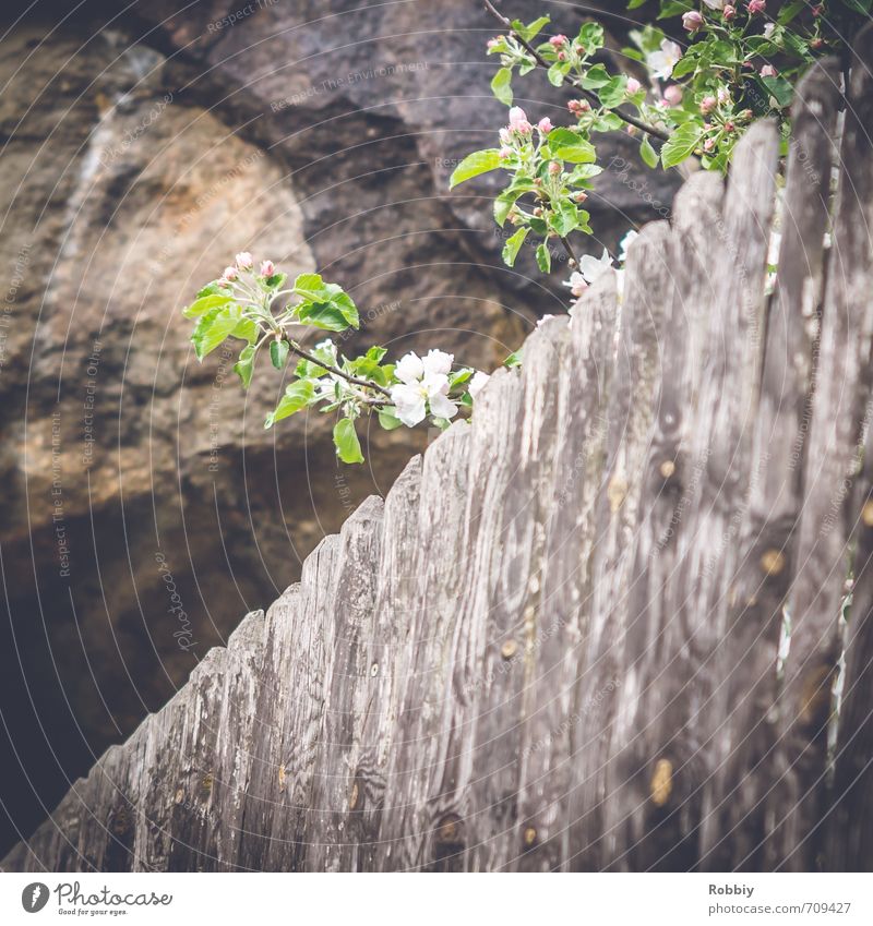 Über den Zaun geschaut Natur Pflanze Baum Obstbaum Kirschbaum Pflaumenbaum Streuobstwiese Holzzaun Stein natürlich braun grau grün Neugier Umwelt Felsen