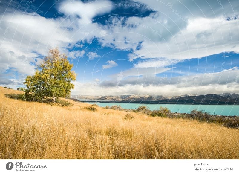 Herbst Landschaft Wolken Schönes Wetter Baum Gras Wiese natürlich schön gelb Natur Jahreszeiten Neuseeland Farbfoto Außenaufnahme Tag Starke Tiefenschärfe