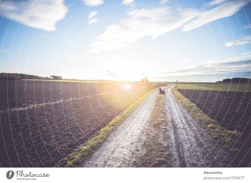 Hund im Gegenlicht Erholung ruhig wandern Umwelt Natur Landschaft Tier Erde Himmel Wolken Sonne Sonnenlicht Frühling Schönes Wetter Baum Gras Wiese Feld Bayern