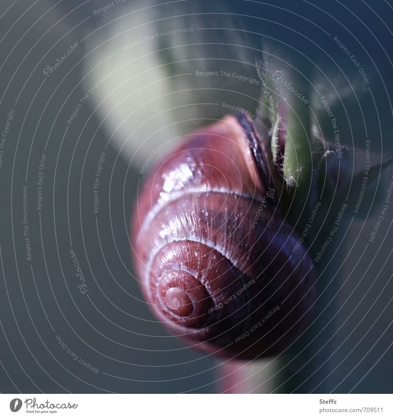 eine Schnecke kriecht langsam, im Schneckentempo nach oben Langsamkeit kriechen Spirale Schneckenhaus Lichtspiegelung graugrün aufwärts Zeitlupe spiralförmig