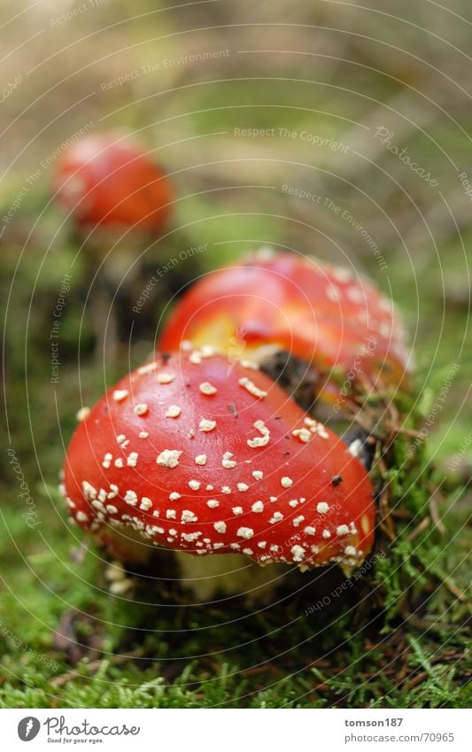 versammlung Sammlung Fliegenpilz Pilz vergiftung Farbe mehrere Natur