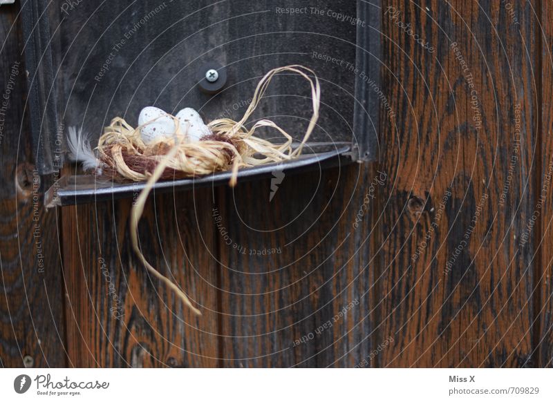 im Kasten Häusliches Leben Garten Ostern Geschwister Natur Tier Frühling Mauer Wand Vogel Tierjunges kuschlig klein niedlich Gefühle Stimmung Sicherheit Schutz