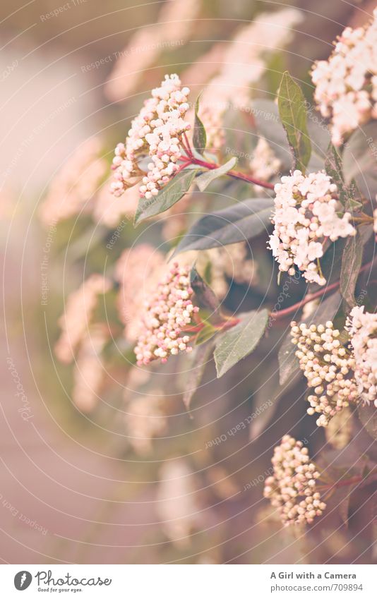 AST 7 I ab in die Hecke Umwelt Natur Pflanze Frühling Sträucher Wachstum Blühend zart viele Blüte Gedeckte Farben Außenaufnahme Nahaufnahme Detailaufnahme