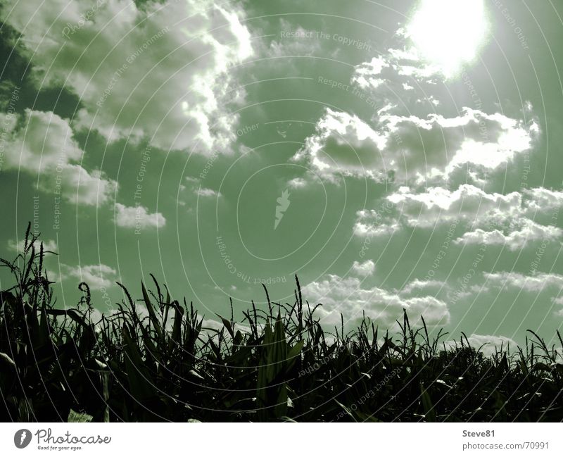 Feld Wolken grün Stimmung Erholung Gegenlicht blenden Vertrauen Hoffnung Optimismus Sonne Mais Himmel Natur Landschaft