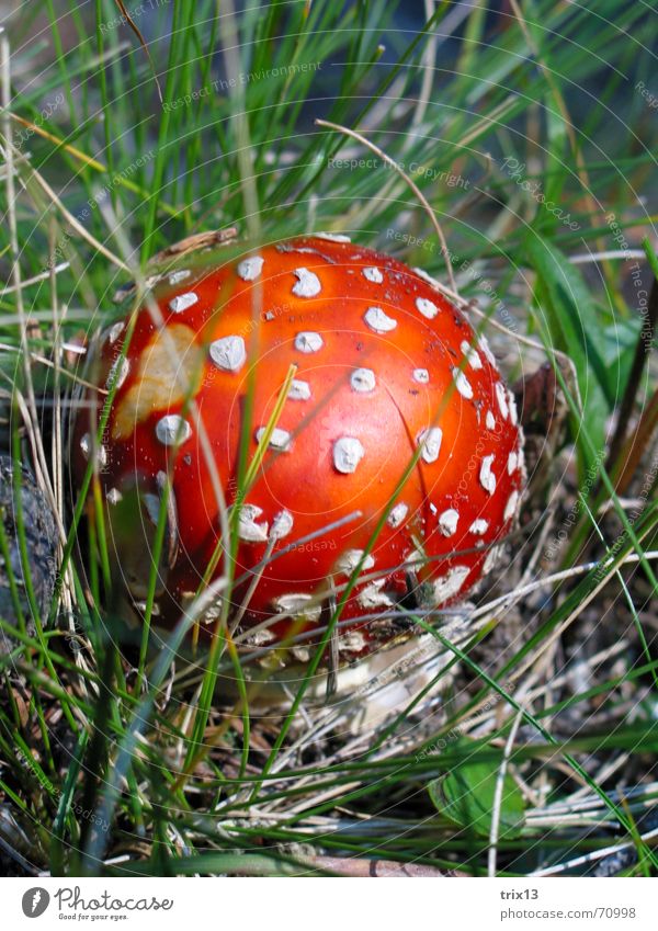 rot mit weissen punkten Fliegenpilz weiß gepunktet Gras Halm Gift Pilz Punkt Fleck gründ