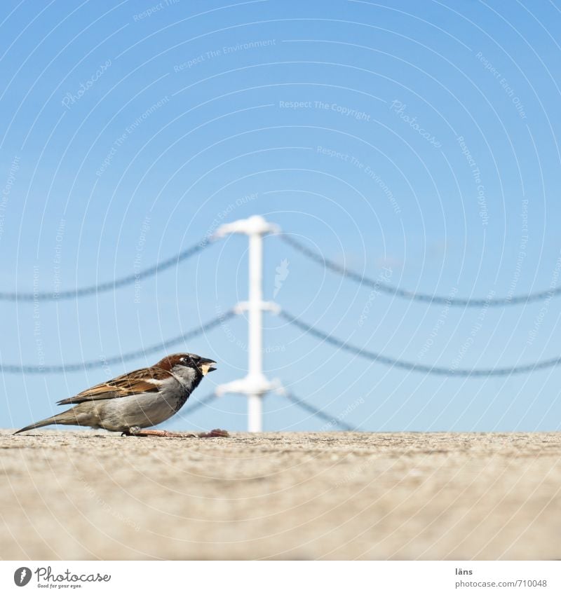 Abstauber Vogel Spatz Fressen Kette Barriere Himmel