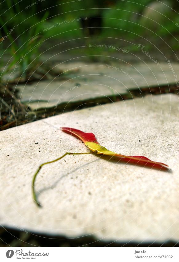 herbstliche ahornnase Ahorn Baum Gras Herbst Sommer rot Samen Pflanze Stein Bodenbelag autuum red Natur Garten garden jodofe