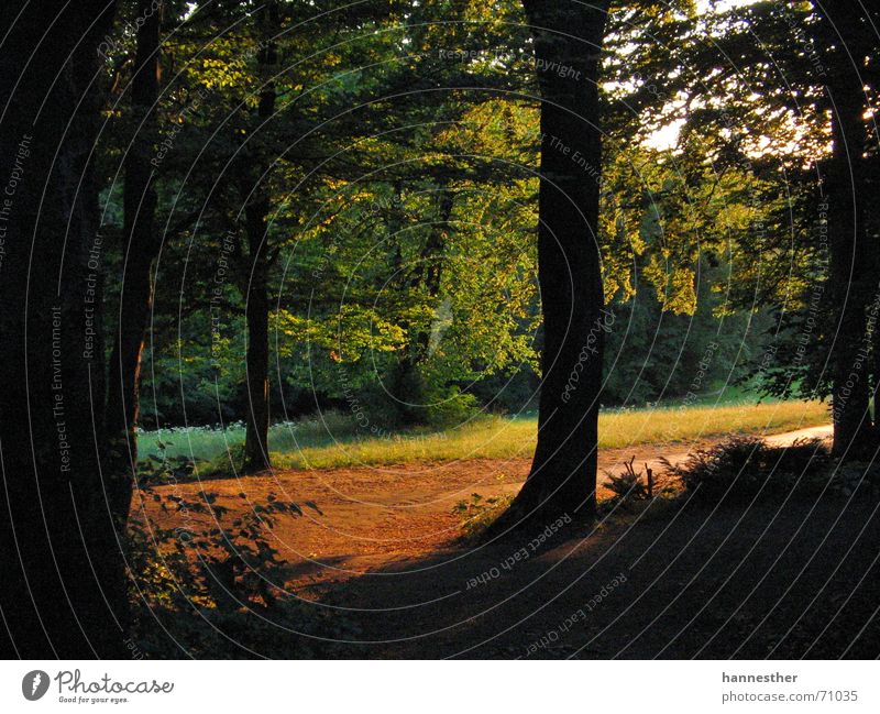 wie es in den wald hinein schallt.. Wald Wiese Flur Waldlichtung Sommer Physik luftig frisch grün Blatt Baum Menschenleer Einsamkeit Zufriedenheit Trauer ruhig