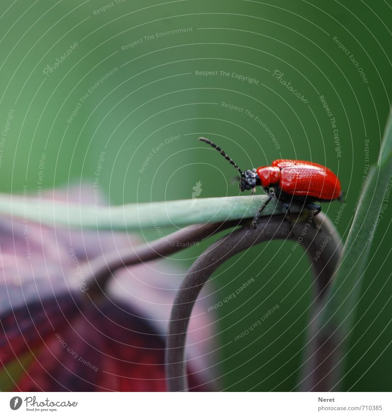 roter Käfer Wildtier Lilienhähnchen 1 Tier ästhetisch grün violett Ausdauer gefräßig Umwelt Farbfoto Gedeckte Farben Außenaufnahme Nahaufnahme Detailaufnahme