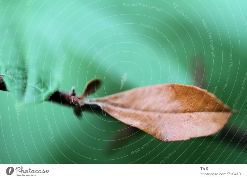 Blatt Natur Pflanze Blühend verblüht ästhetisch authentisch außergewöhnlich einfach elegant frei nah natürlich schön Zufriedenheit Lebensfreude friedlich