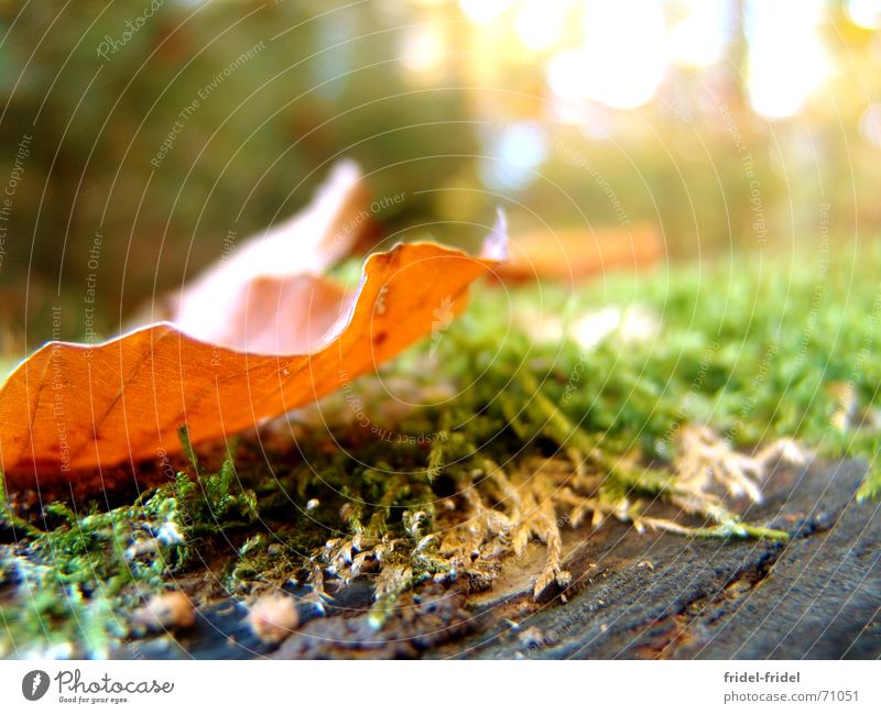 transparent autumn Blatt Baumstamm Baumstumpf Wald Herbst grün braun Jahreszeiten Holz hell