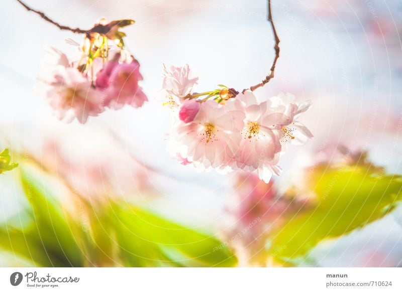 Zartkirsche Natur Frühling Baum Blatt Blüte Kirschblüten Frühlingsfarbe Frühlingstag Frühlingsgefühle Zierkirsche natürlich rosa Farbfoto Außenaufnahme