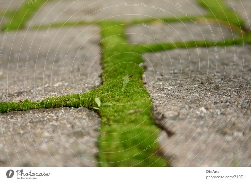 grüne Wege (4) pflastern Furche bewachsen frisch Sommer Natur Kopfsteinpflaster Bauernhof moss cobblestone cobbled chink overgrown fresh Moos