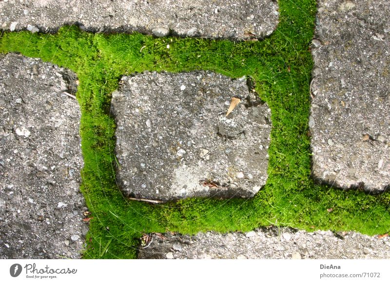 alle Richtungen möglich pflastern Furche bewachsen grün frisch Sommer Natur Kopfsteinpflaster Bauernhof moss cobblestone cobbled chink overgrown fresh Moos