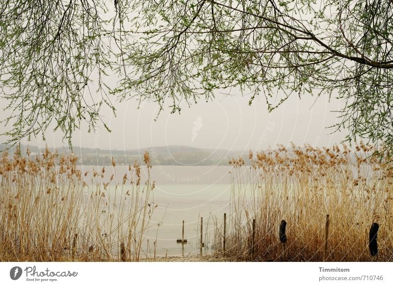 AST 7 | bootloser See Ausflug Umwelt Natur Wasser Himmel Baum Schilfrohr Seeufer Bodensee Pfosten einfach natürlich Gefühle ruhig träumen Farbfoto Außenaufnahme