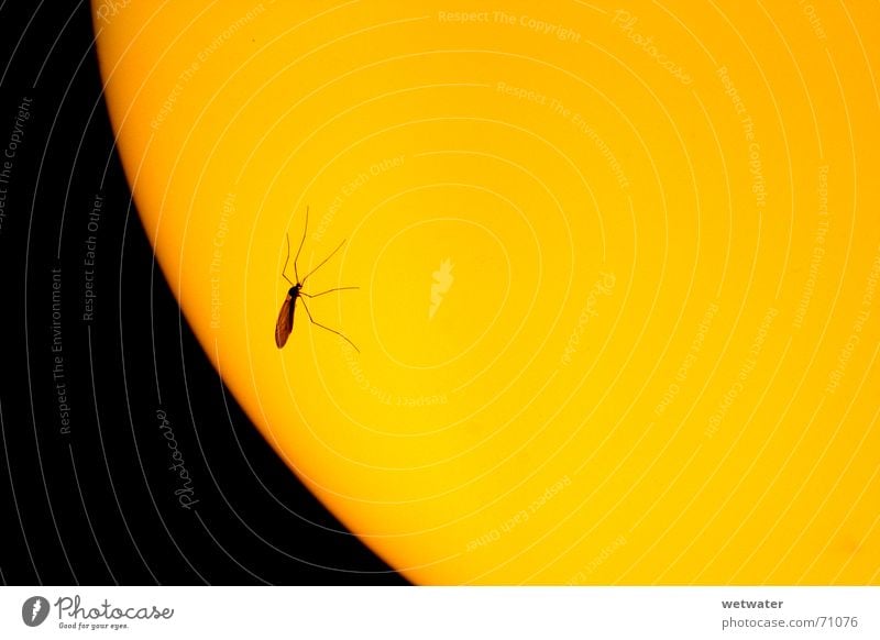 Schnake im Licht Physik Insekt Nacht gelb schwarz rund Lampe Sommer Insektenstich Stechmücke light orange Wärme insect night kontrast contrast black Schatten