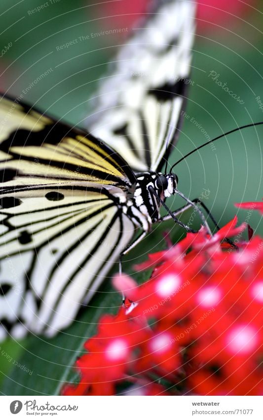 Makro Schmetterling Makroaufnahme weiß Blüte Blume Insekt Fühler rot Unschärfe Sommer Natur zerbrechlich klein filigran Staubfäden white scharz black blossom