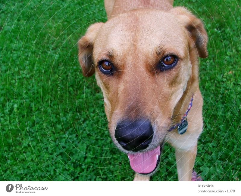 Gibst Du mir ein Leckerli? Hund Tier braun rosa feucht Fell Gras grün Wunsch niedlich süß Außenaufnahme Vogelperspektive Hundemarke Treue Nase Auge Zunge