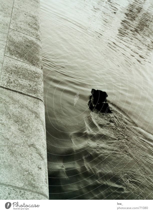 badespass Hund Main Mauer Kreis Reflexion & Spiegelung Würzburg Schwimmen & Baden Wasser Schwarzweißfoto verrückt mainkai Neigung