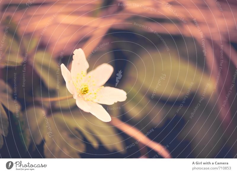 AST 7 I ich bin nun auch da Umwelt Natur Pflanze Frühling Blume Garten Wachstum erscheinen schön Blühend weiß herausragen Gedeckte Farben Außenaufnahme