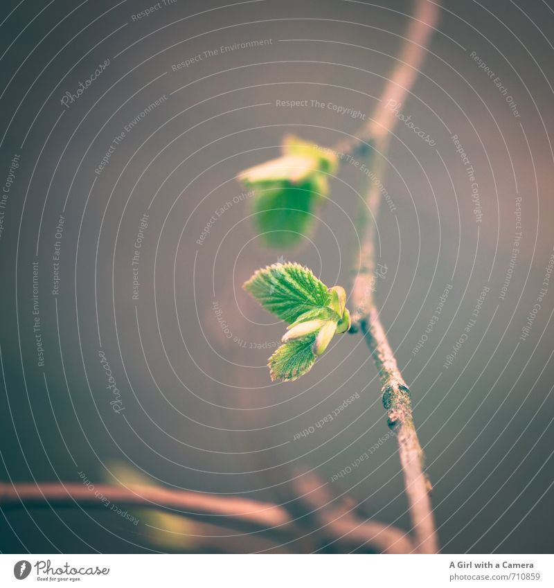 Ast 7 I .... und wir auch Umwelt Natur Pflanze Frühling Baum Wachstum Blütenknospen Beginn Blatt grün Gedeckte Farben Außenaufnahme Nahaufnahme Detailaufnahme