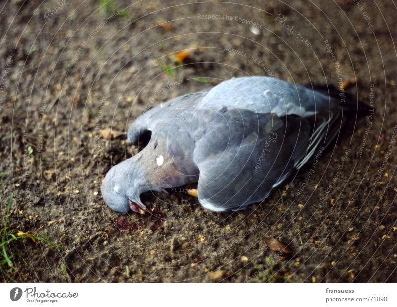 gefallen Taube schlafen blau-grau Feder Tier Vogel Tod friedlich Erde Bodenbelag mögen seelig