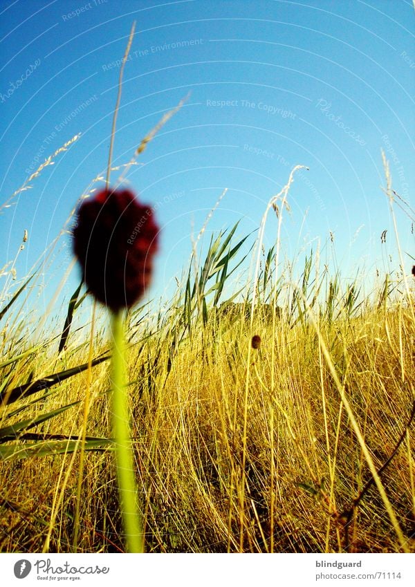 Warten ... Feld Blume Unschärfe Wachstum Kornbrand Ähren Ernte rasenmähen hoch Himmel gold blau ein korn Unkraut