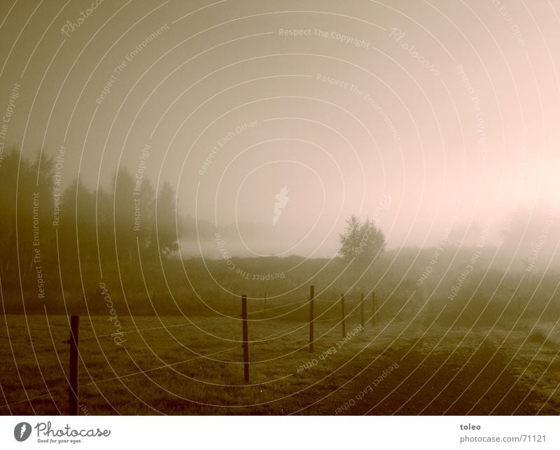 Morgennebel I Nebel Zaun Baum Wiese Wald See Stimmung trüb Schleier Licht dunkel Trauer Hoffnung Verzweiflung Außenaufnahme Landschaft Garten seelandschaft