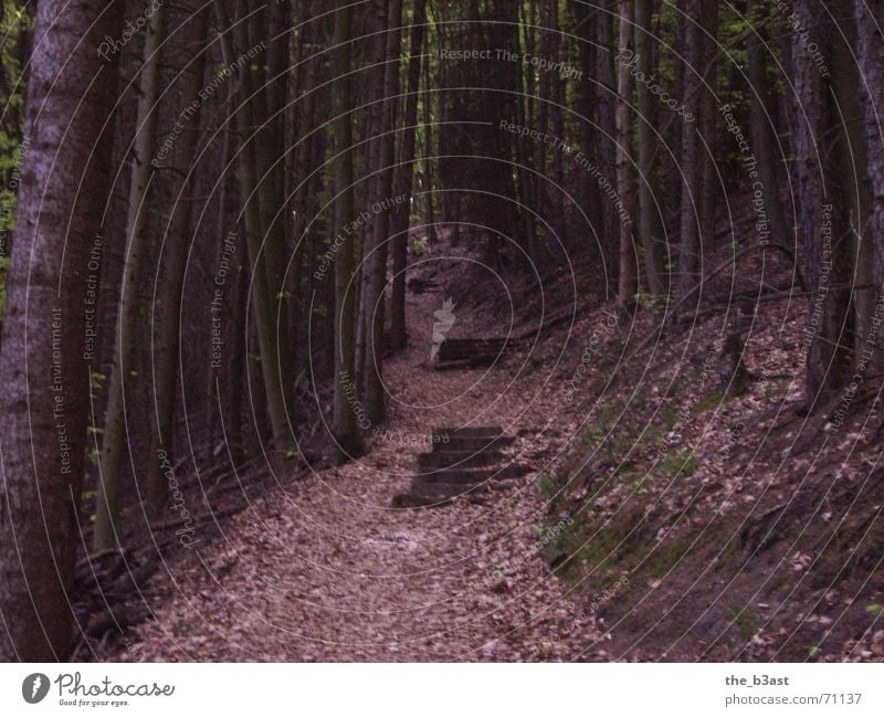 Stairway 2 Heaven Wald Baum Blatt wandern Treppe Wege & Pfade Leiter