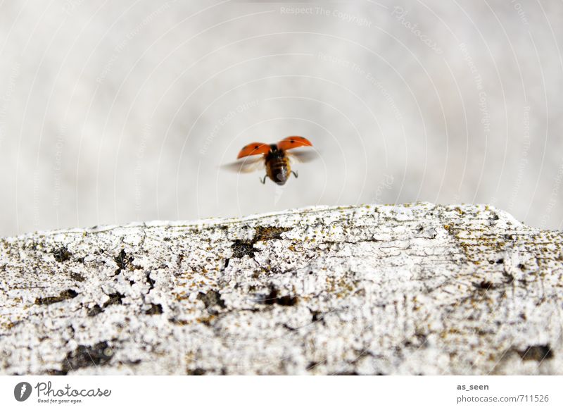 Yipieeh! Umwelt Natur Tier Erde Luft Frühling Sommer Klima Garten Käfer Marienkäfer 1 Stein Flugzeugstart Glücksbringer rennen springen Fröhlichkeit klein