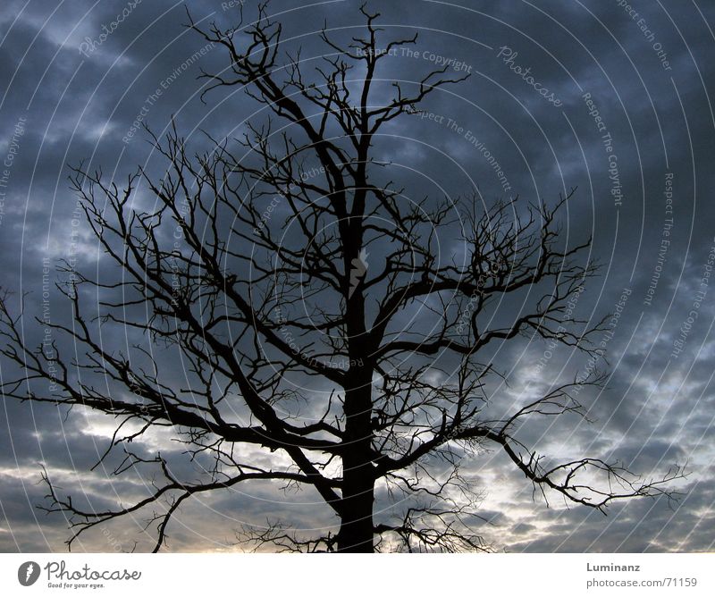 Toter Baum Eiche Buche Ahorn Geäst morsch Tod kalt dunkel Sonnenuntergang Dämmerung Nacht Wolken Langzeitbelichtung Trauer Angst unheimlich Skelett Sturm Herbst