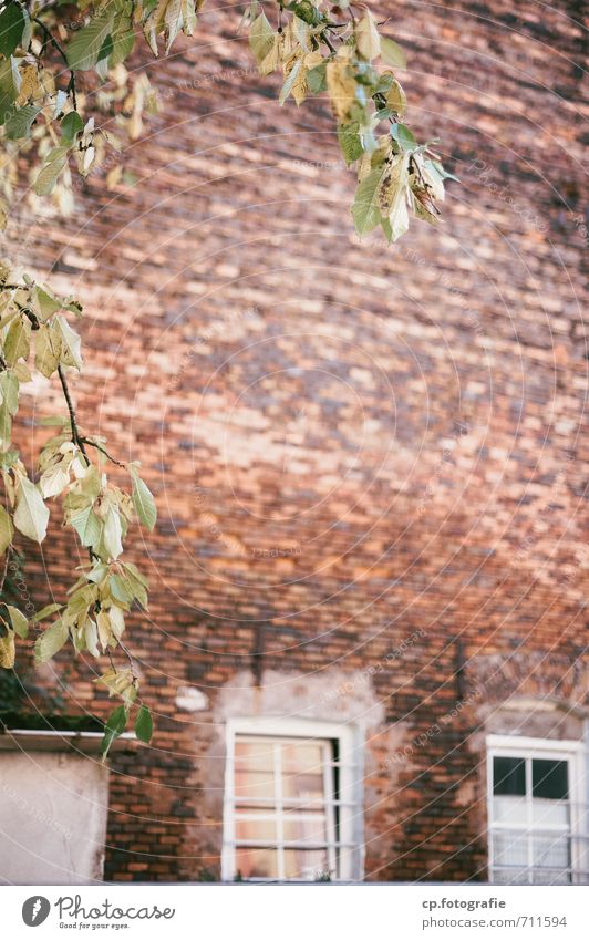 Baumgrenze Pflanze Schönes Wetter Menschenleer Mauer Wand Stadt Ziegelbauweise Backsteinwand Außenaufnahme Textfreiraum Mitte Tag Schwache Tiefenschärfe