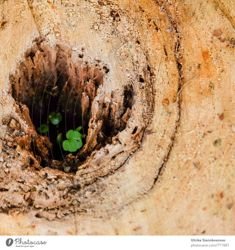 echt | lebensfähig Umwelt Natur Pflanze Frühling Baum Blatt Grünpflanze Wildpflanze Wald Wachstum einfach Erfolg klein nachhaltig natürlich stark braun grün