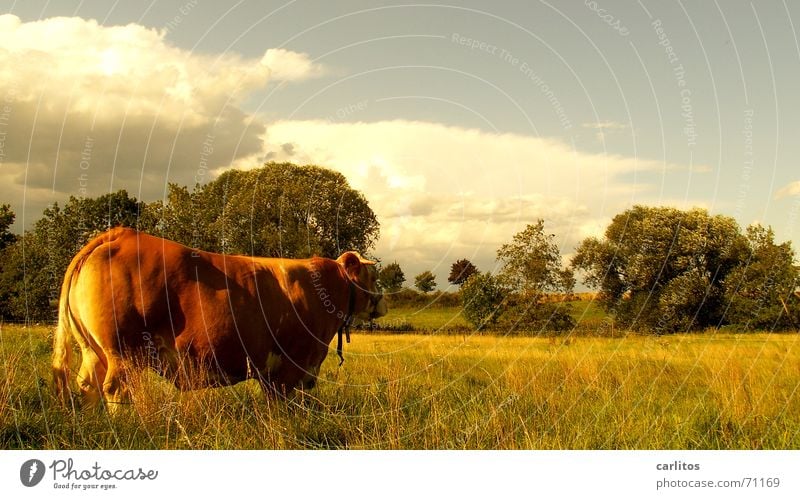 Ein schöner Rücken .... Schlachthof Almosen Milchquote Gesundheit Wiese Sommer Dorf Kleinstadt Zufriedenheit Frieden Landleben Tier landwirtschaft dient allen