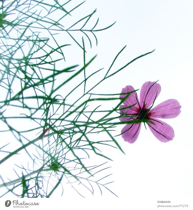 Cosma Blume zart zerbrechlich Blüte rosa Pflanzenteile Blütenstiel Halm Stengel Anmut zierlich schön Sommer durchleuchten Himmel cosmee sanft elegant