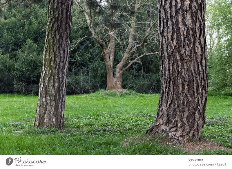 HALLE/S TOUR | Bäume Umwelt Natur Landschaft Frühling Baum Park Wiese ästhetisch Partnerschaft Einsamkeit Erholung Idylle einzigartig Leben Mittelpunkt