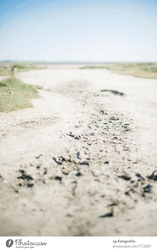 glücklicher Weg Natur Landschaft Sand Wolkenloser Himmel Sommer Schönes Wetter Strand Wärme blau gelb Fußspur Außenaufnahme Menschenleer Textfreiraum oben